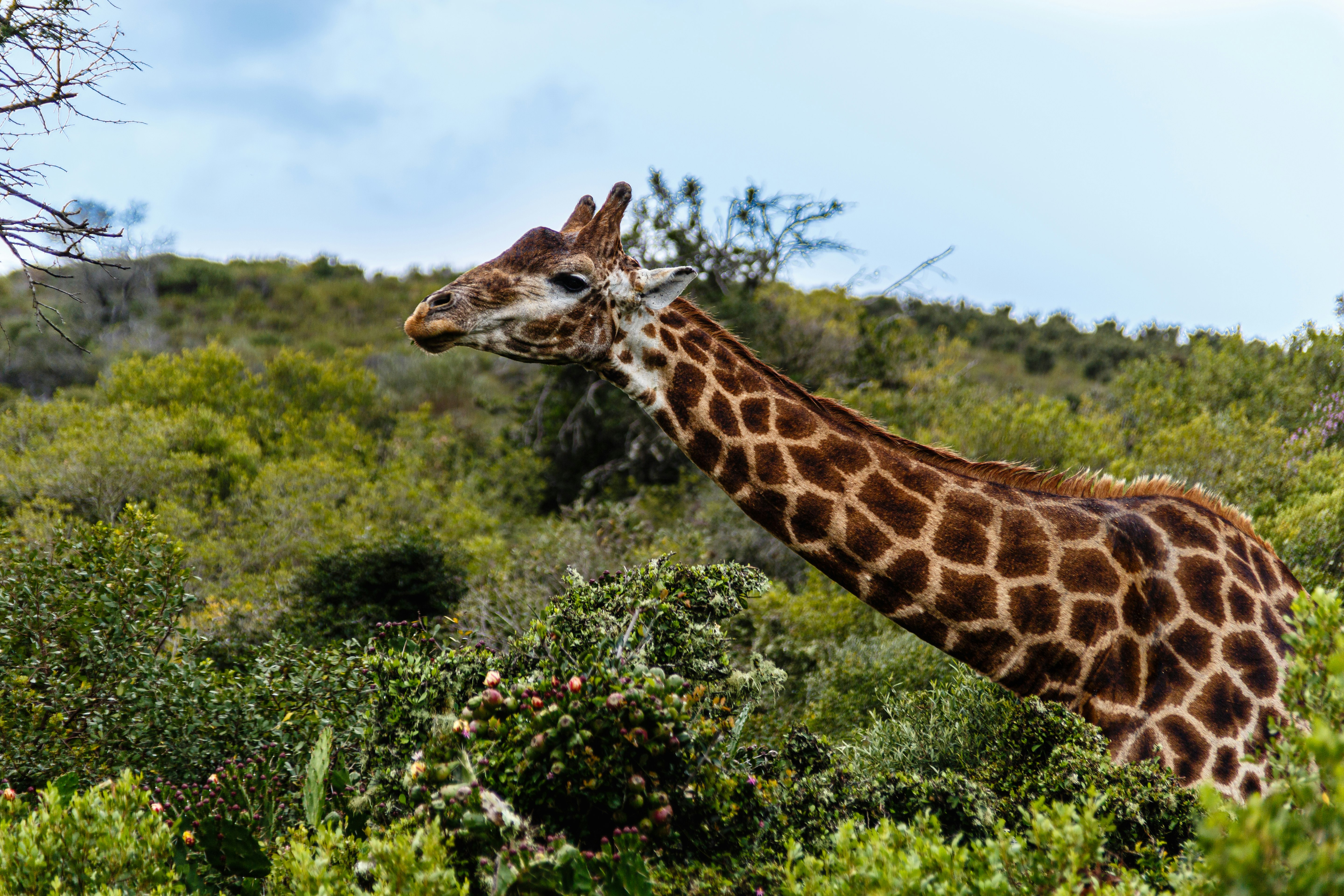 giraffe eating green grass during daytime